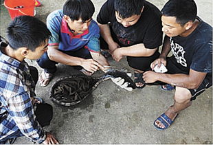 成都農業(yè)科技職業(yè)學院 現(xiàn)代學徒制 改革試點與發(fā)展之路