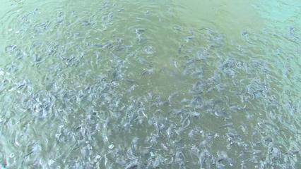 西藏林芝:探索"冷水魚+"模式 推動高原漁業發展