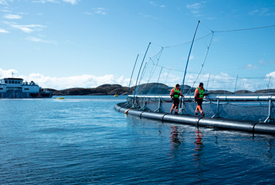 昕諾飛與ScaleAQ合作打造可持續(xù)水產(chǎn)養(yǎng)殖解決方案
