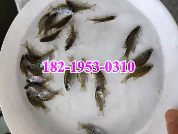 雜交太陽魚苗批發(fā)價(jià)格,太陽魚苗養(yǎng)殖基地,廣東廣州太陽魚苗養(yǎng)殖基地 2022年04月08日 筍殼魚苗價(jià)格信息 水產(chǎn)養(yǎng)殖網(wǎng)