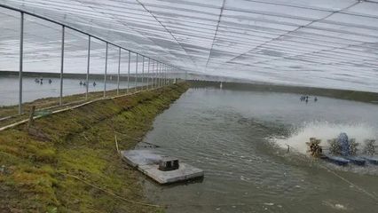 小王家的沼蝦養殖基地