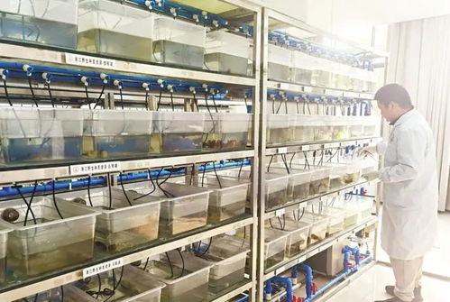 潛江龍蝦 為湖北農產品走向全國 邁向世界扛旗打樣