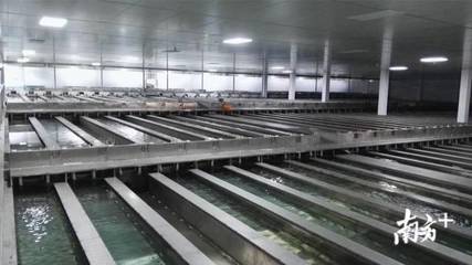 &ldquo;佛山品質(zhì)&rdquo;調(diào)研|你排號排到流淚的太二酸菜魚,來自這個&ldquo;鱸魚大王&rdquo;