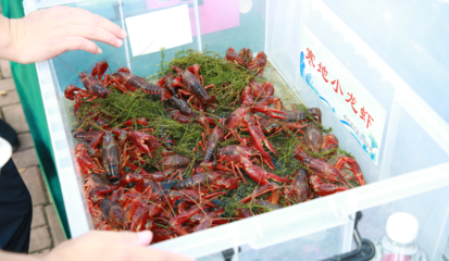 2024哈爾濱寒地小龍蝦產(chǎn)業(yè)發(fā)展大會啟幕