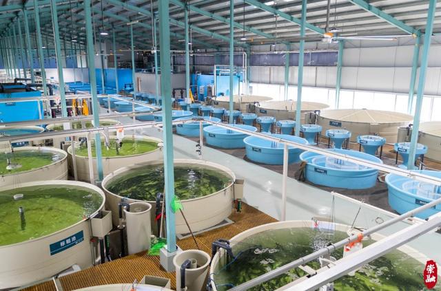 崇明有個神奇的&ldquo;璞葉小鎮(zhèn)&rdquo;