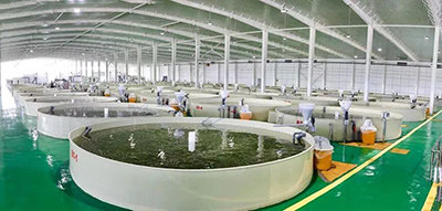 走進濟寧:探秘山東省體量最大的智慧漁業(yè)育種車間!