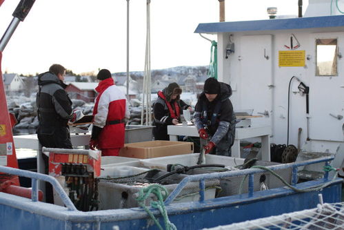 起底挪威三文魚養(yǎng)殖業(yè) 去年中國多吃了1倍,養(yǎng)殖場被批像化學工廠