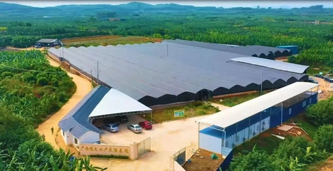 西鄉塘區:大力發展現代農業 升級鄉村振興&ldquo;引擎&rdquo;