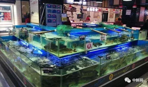 商超水產各品項養殖及保鮮技術專業指導