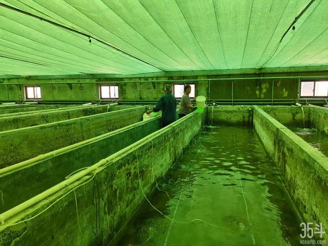 福居農業:年營收達2.8億元,爭做紅螯螯蝦育繁推一體化領軍企業