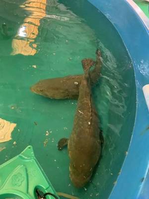 最高規(guī)格!廣東漁業(yè)種業(yè)大閱兵來了,誰是十大名優(yōu)品種?