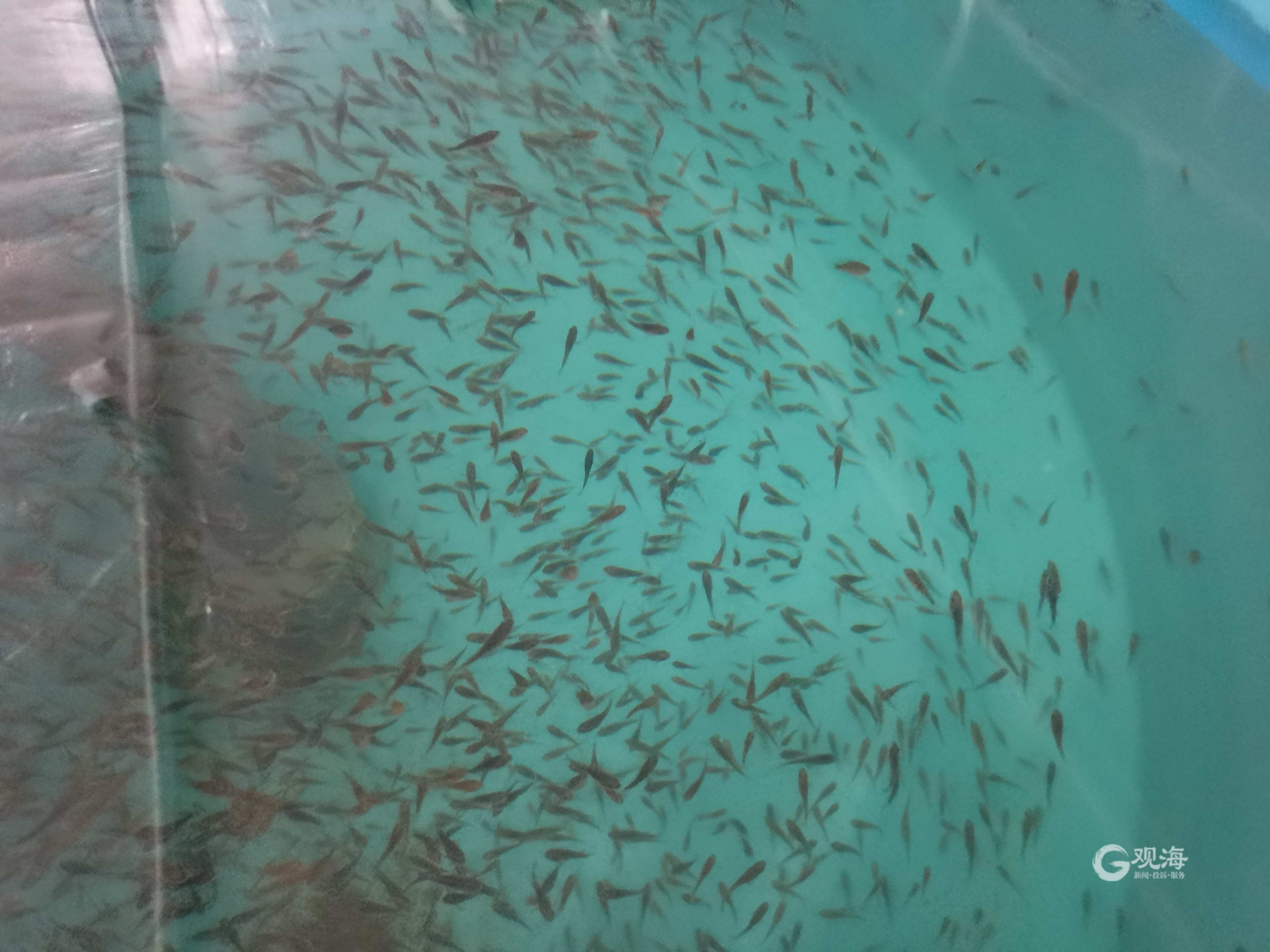 每年將產出魚苗2000萬尾!全人工繁育技術研發成功,青島墨瑞鱈&ldquo;游&rdquo;向全國