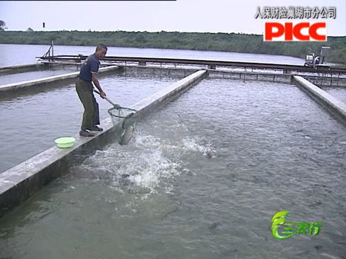 巢湖 水產(chǎn)養(yǎng)殖迎來(lái) 豐收季