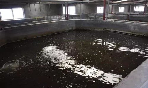 加州鱸工廠化養(yǎng)殖成活率達(dá)95 ,他是有什么秘訣嗎