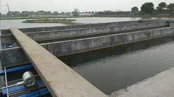 池塘養(yǎng)出會跑步的魚 新技術(shù)助農(nóng)增收與環(huán)境共贏