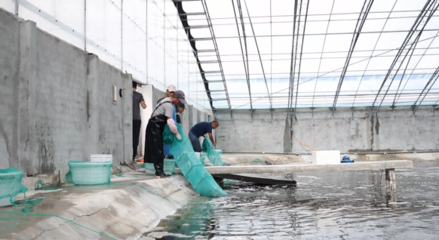 對蝦畝均產(chǎn)量提升60倍，三門養(yǎng)殖基地靠什么？